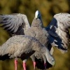 Husa kuri - Cereopsis novaehollandiae - Cape Barren Goose o7784